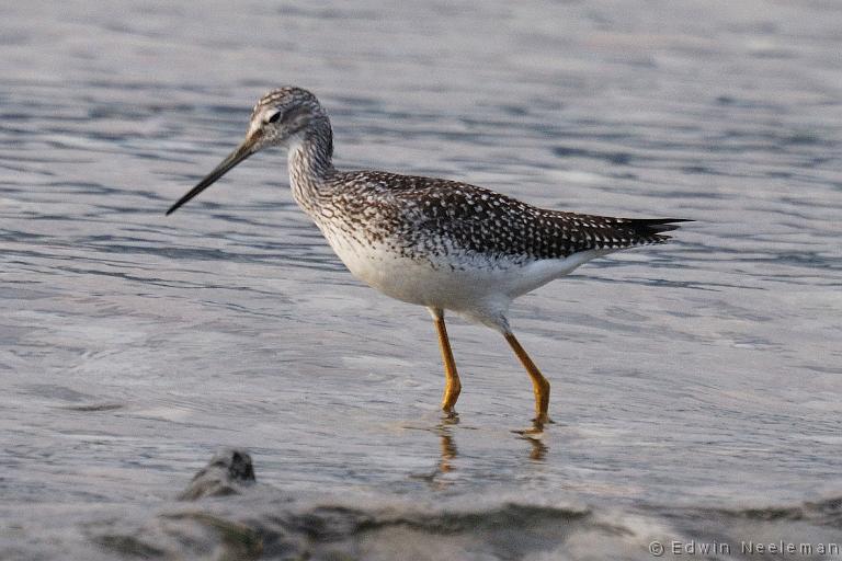 ENE-20080903-0026.jpg - [nl] Grote Geelpootruiter ( Tringa melanoleuca ) | Blow Me Down Provincial Park, Newfoundland, Canada[en] Greater Yellowlegs ( Tringa melanoleuca ) | Blow Me Down Provincial Park, Newfoundland, Canada